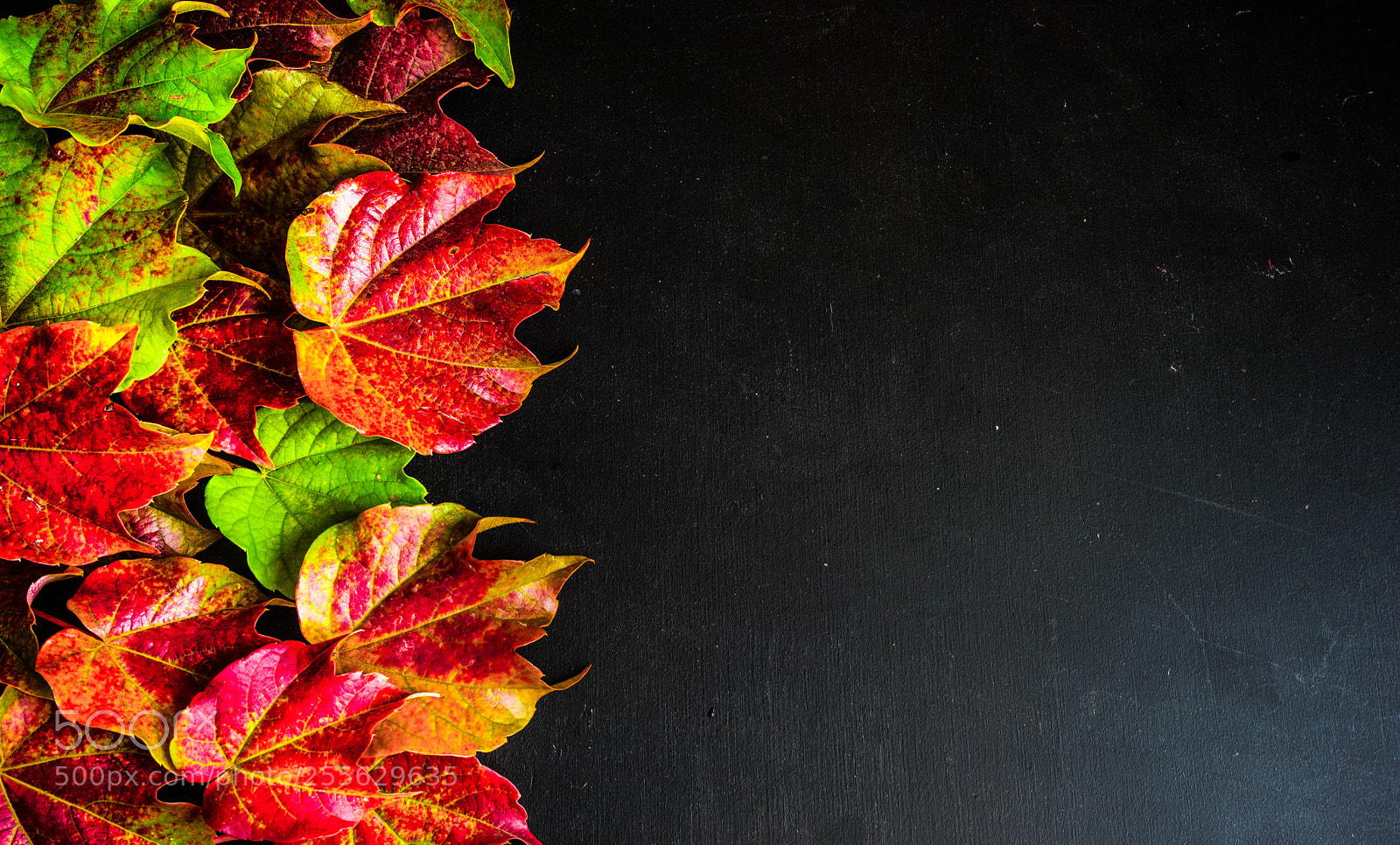 Sony a7 sample photo. Autumnal concept wih bright photography