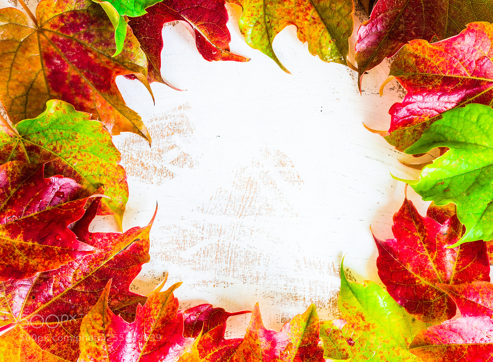 Sony a7 sample photo. Autumnal concept wih bright photography