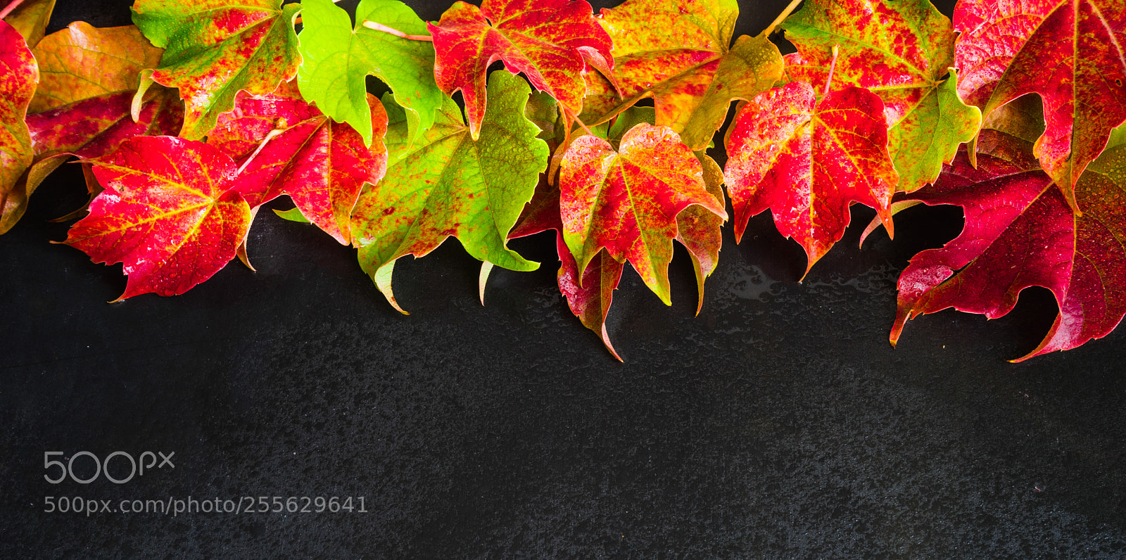 Sony a7 sample photo. Autumnal concept wih bright photography