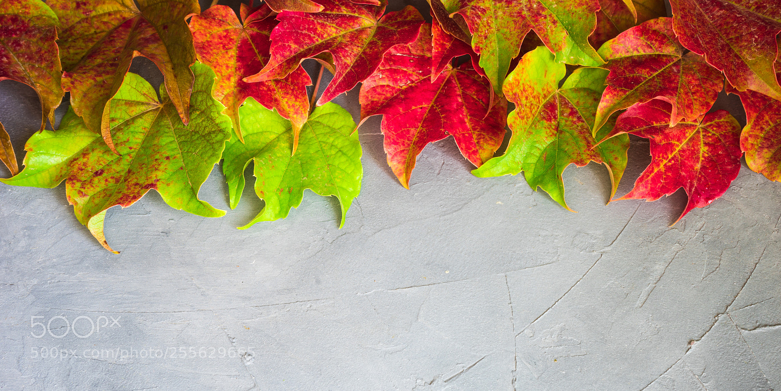 Sony a7 sample photo. Autumnal concept wih bright photography
