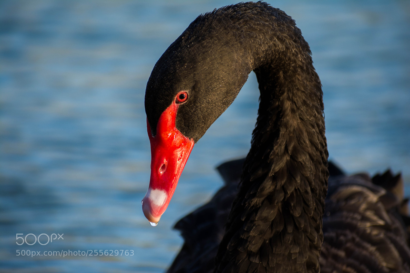 Nikon D5200 sample photo. Black beauty ! photography