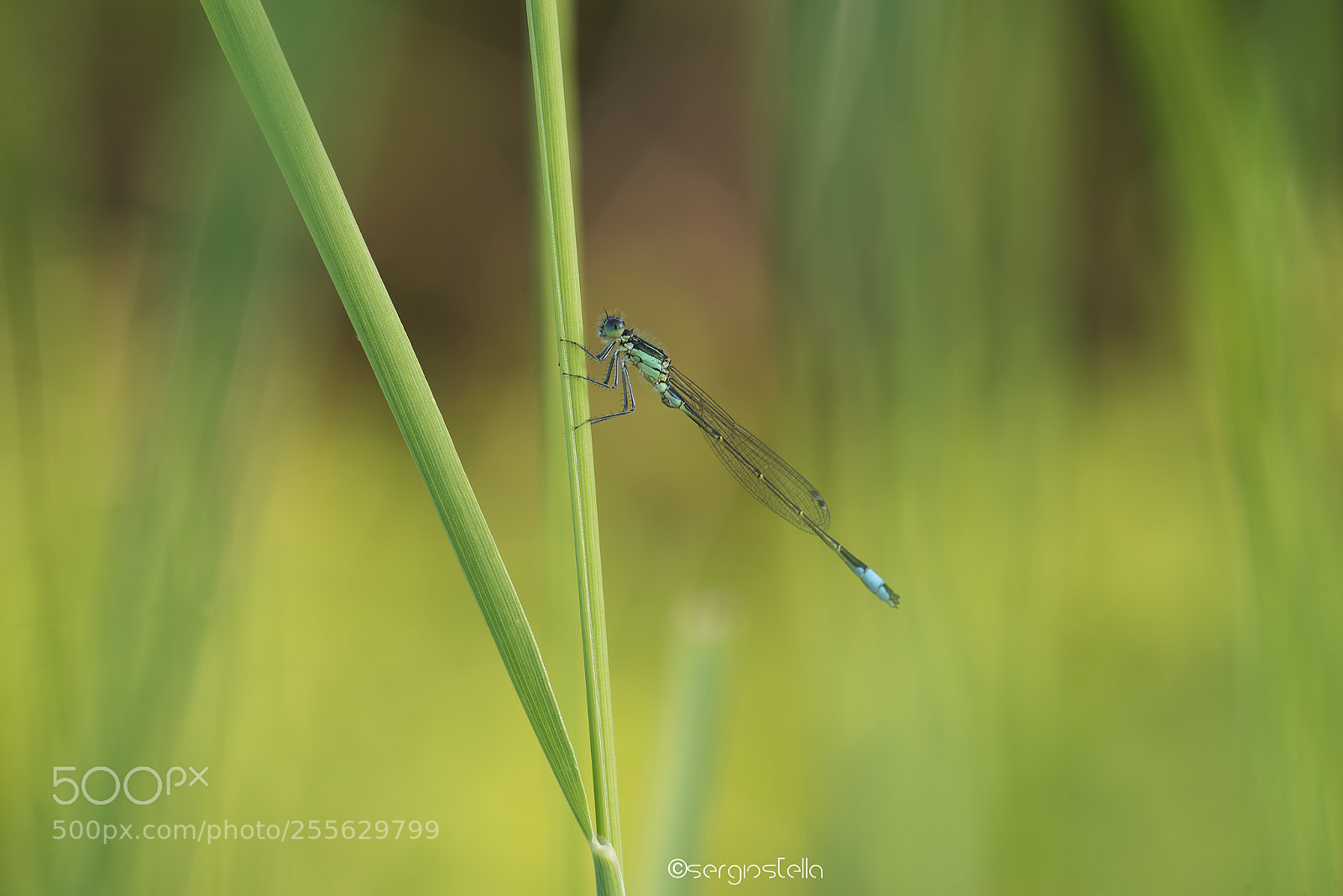 Nikon D610 sample photo. Lonely_______ photography