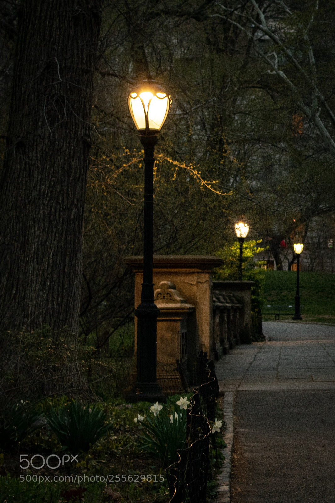 Nikon D3400 sample photo. Glade arch lamps photography