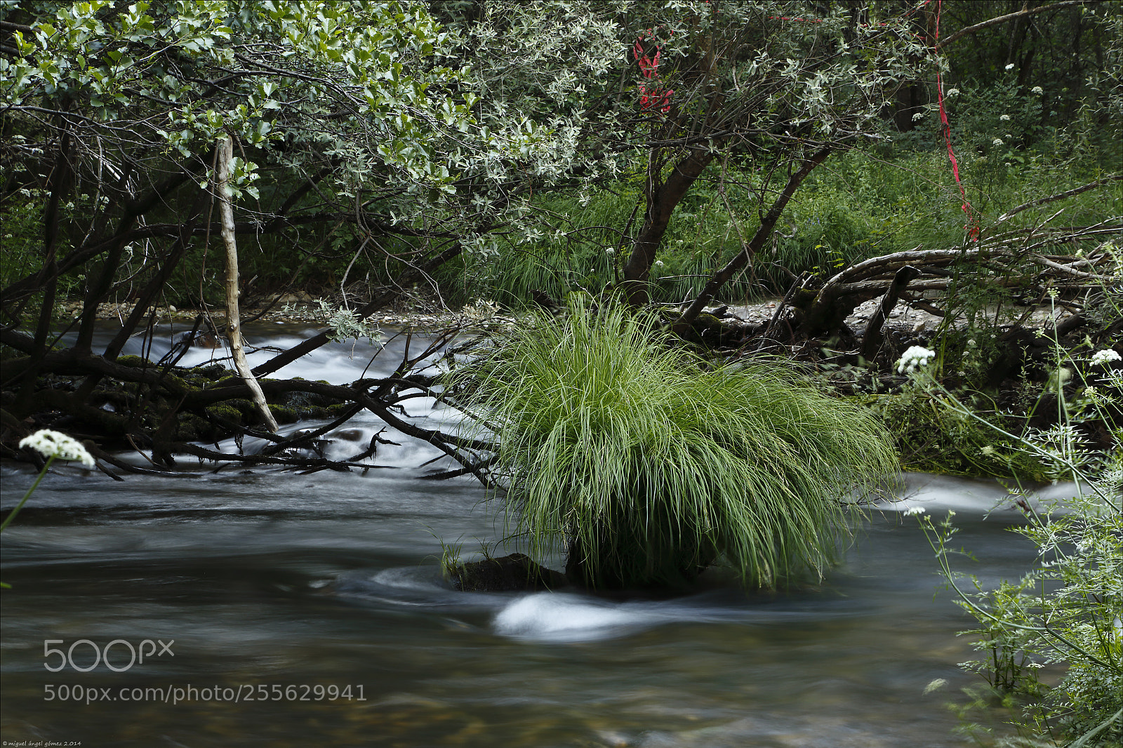 Canon EOS 6D sample photo. 2014_sanabria_woodland 06 photography
