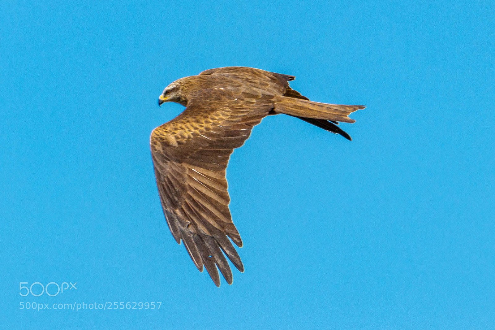 Canon EOS 80D sample photo. Black kite photography