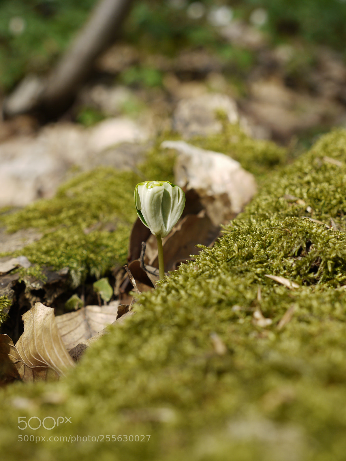 Panasonic Lumix DMC-G1 sample photo. Beech tree sprout photography