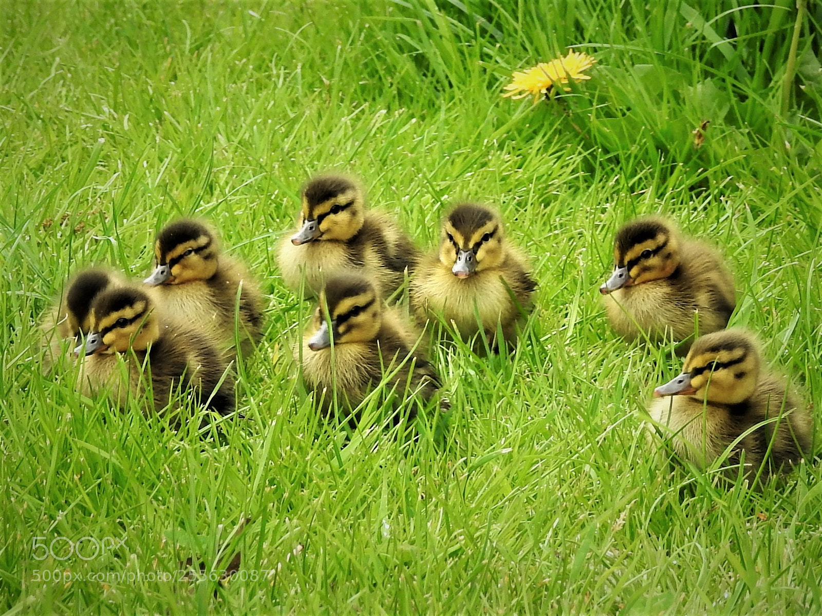 Nikon Coolpix P900 sample photo. Young life... photography