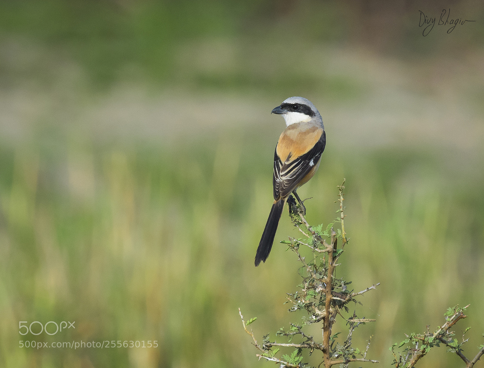 Nikon D500 sample photo. Long-tailed shrike or rufous-backed photography