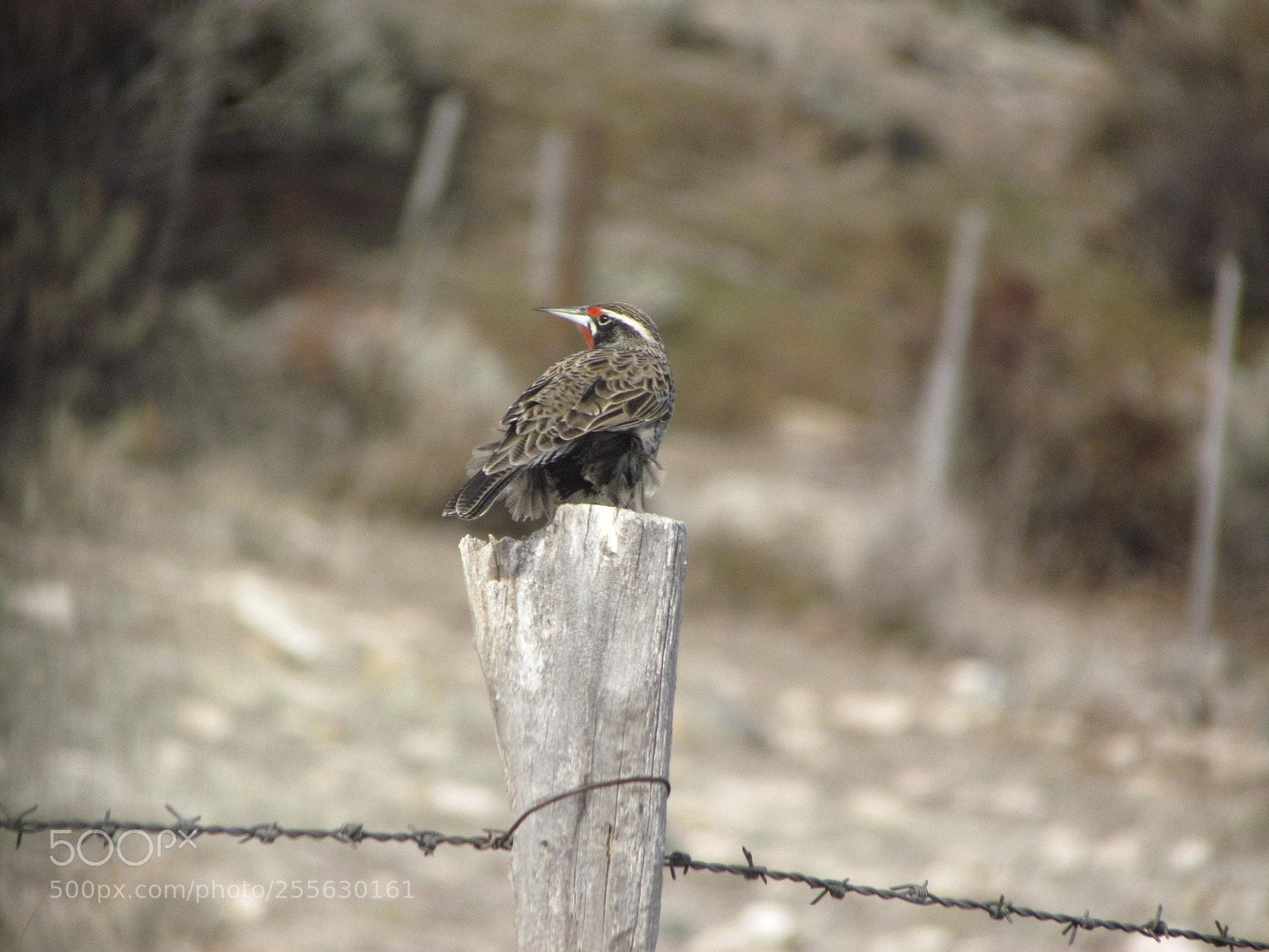 Canon PowerShot SX30 IS sample photo. Img photography