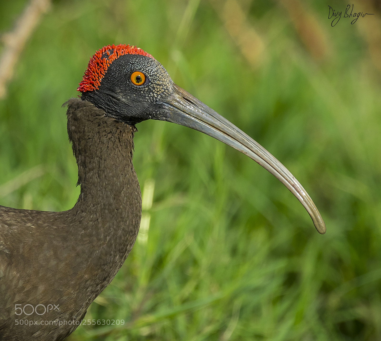 Nikon D500 sample photo. Red-naped ibis (pseudibis papillosa) photography