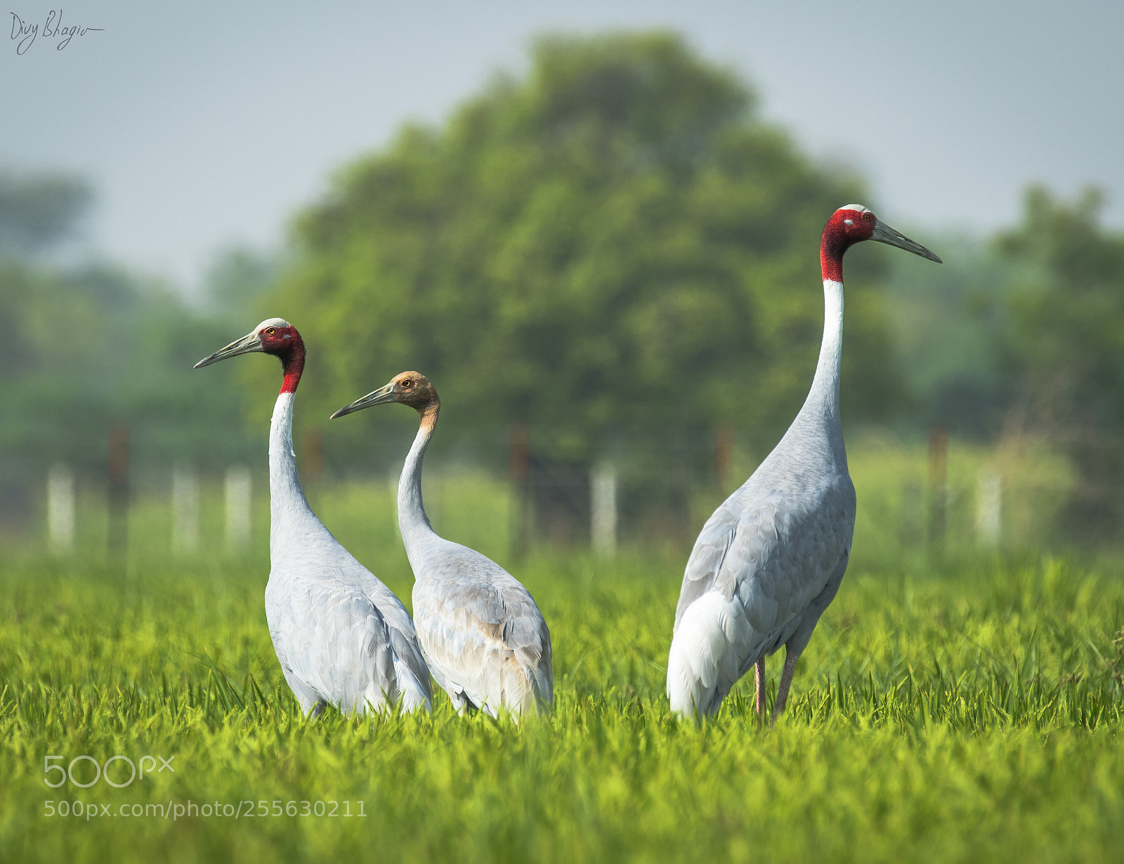 Nikon D500 sample photo. Sarus crane (antigone antigone) photography