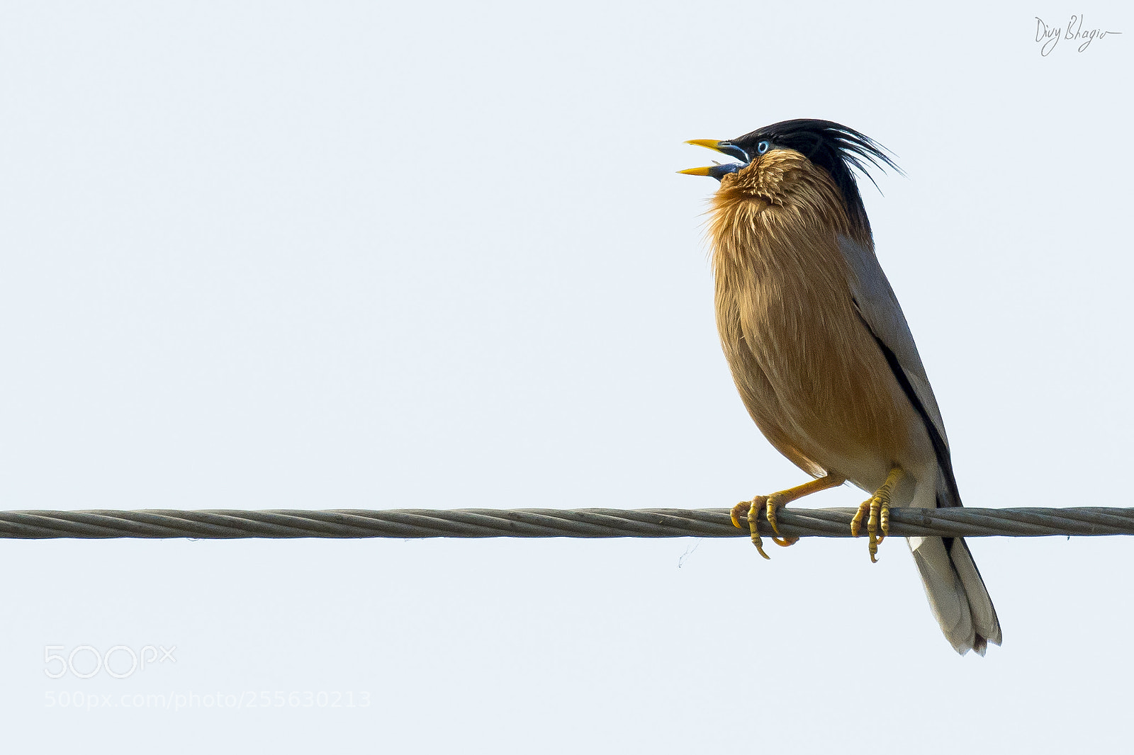 Nikon D500 sample photo. Brahminy starling (sturnia pagodarum) photography
