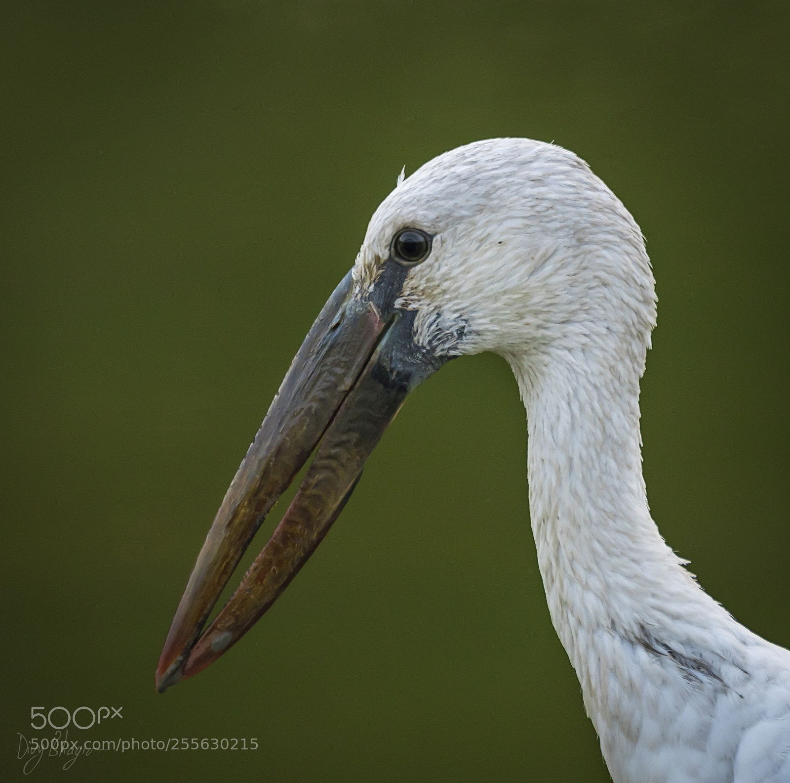 Nikon D500 sample photo. Asian openbill stork anastomus photography