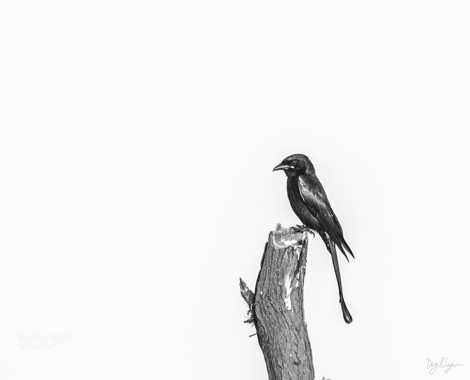 Nikon D500 sample photo. Drongo in hi-key photography