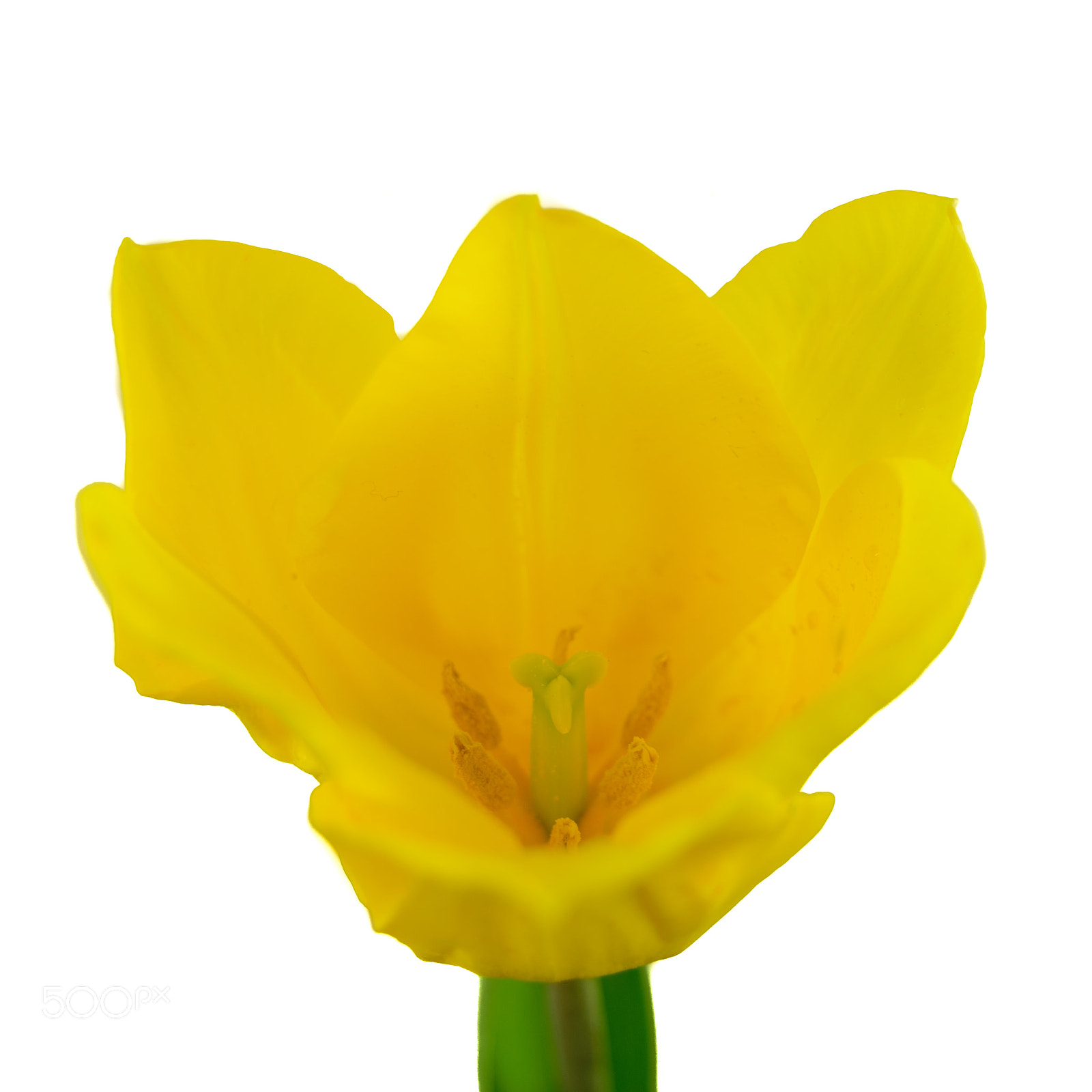 Nikon D5300 sample photo. Tulip photography