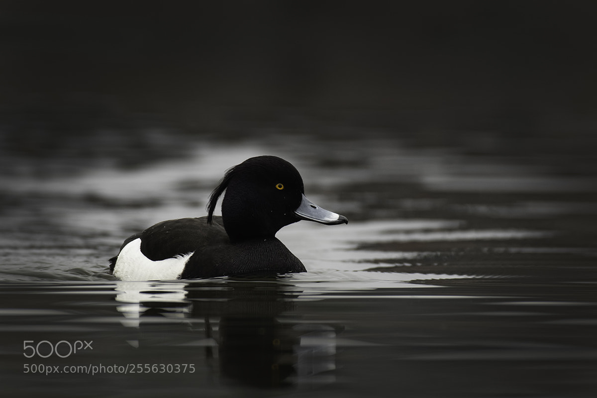 Pentax K-3 sample photo. Tufted duck photography