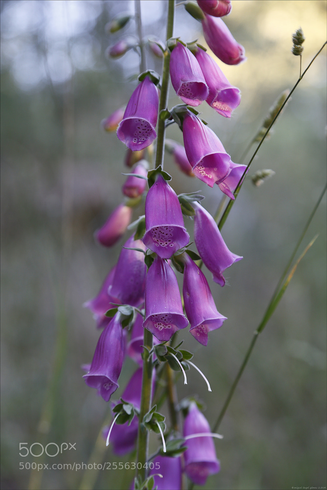 Canon EOS 6D sample photo. 2014_sanabria_woodland 07 photography