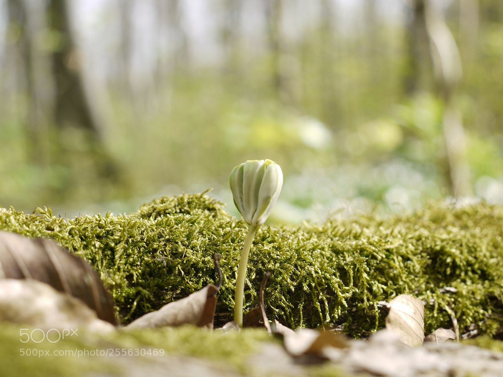 Panasonic Lumix DMC-G1 sample photo. Beech tree seedling photography