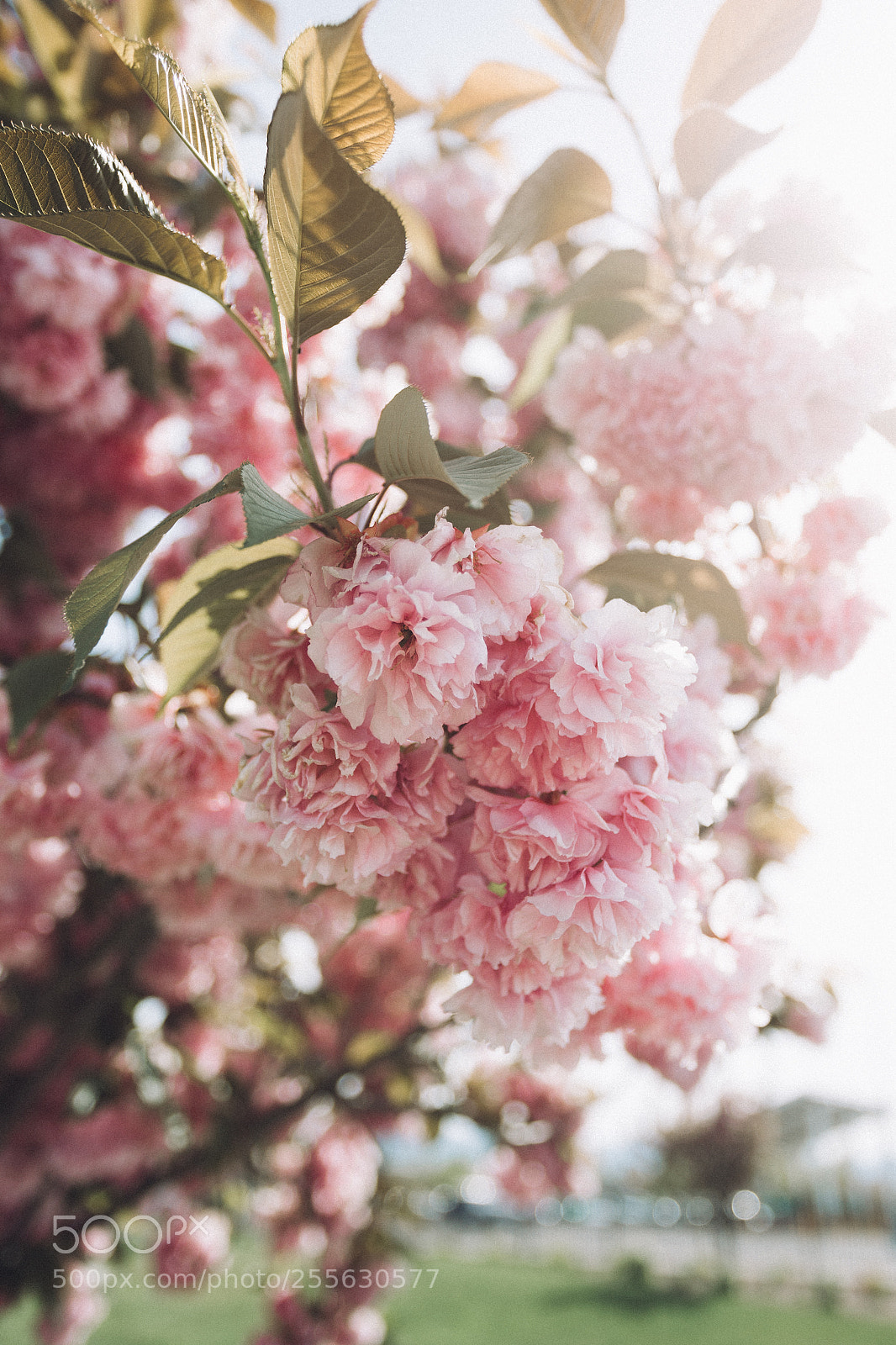 Canon EOS 6D sample photo. Spring blooming photography