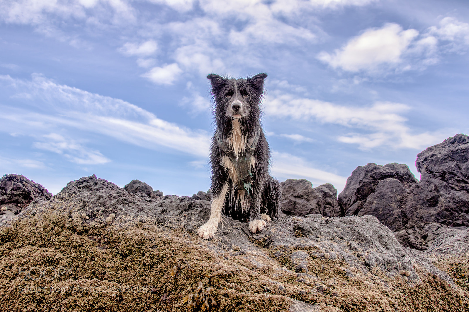 Canon EOS 77D (EOS 9000D / EOS 770D) sample photo. Littlest hobo photography