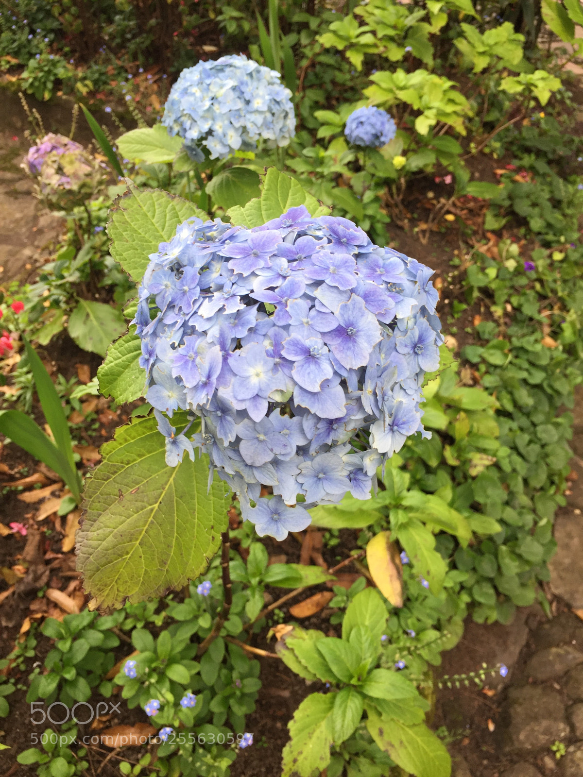 Apple iPhone 6 sample photo. Img photography