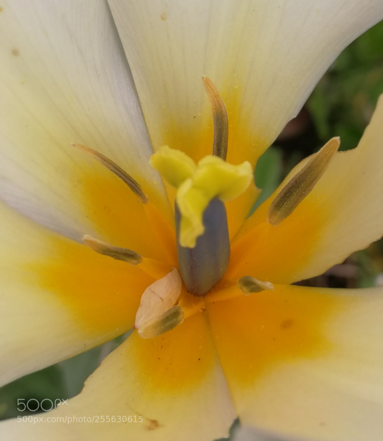 HUAWEI P10 sample photo. Untitled photography