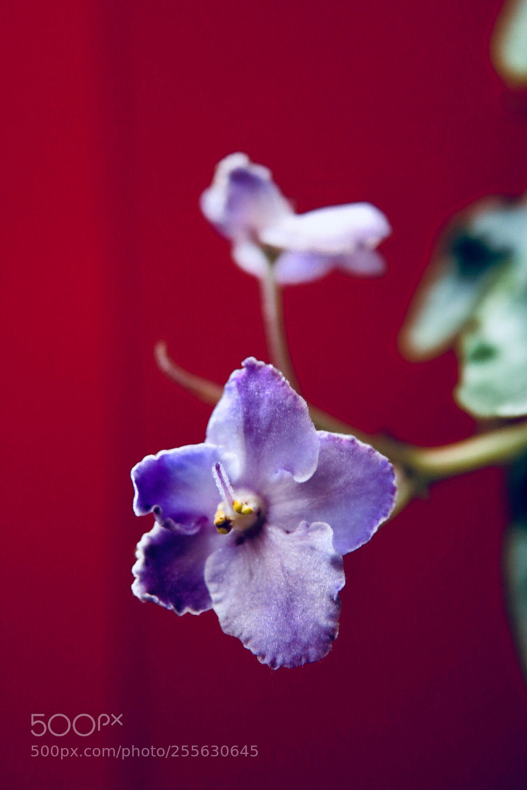 Canon EOS 750D (EOS Rebel T6i / EOS Kiss X8i) sample photo. Blossom  photography