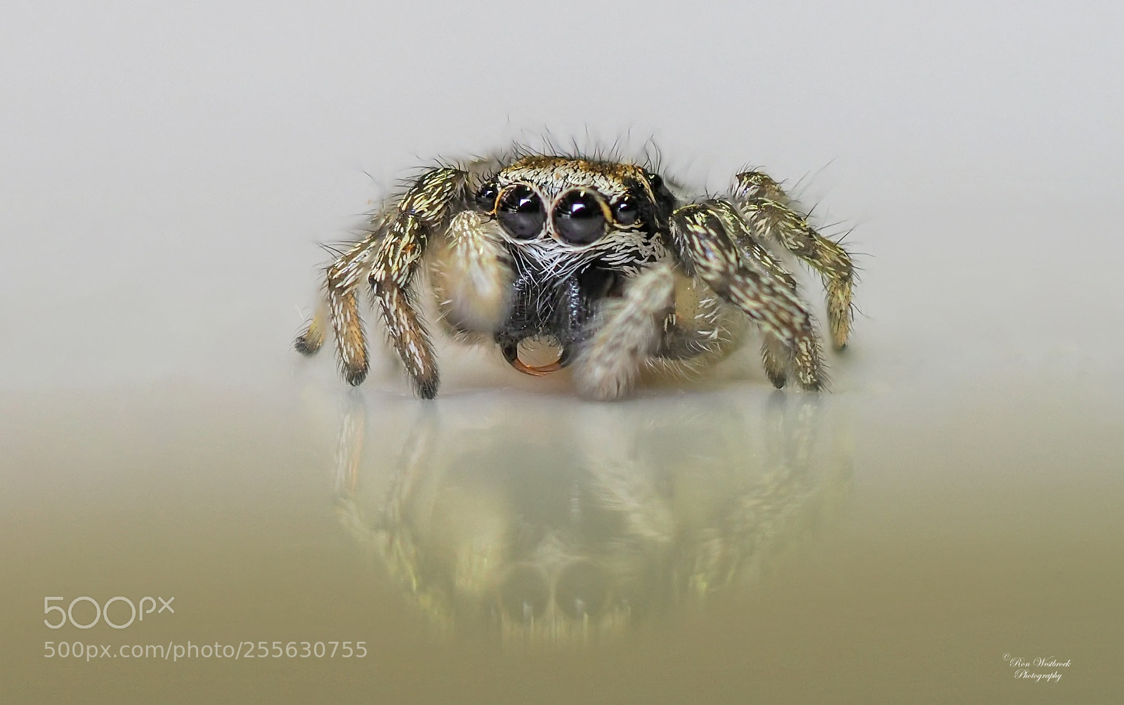 Olympus OM-D E-M1 Mark II sample photo. Jumping spider photography