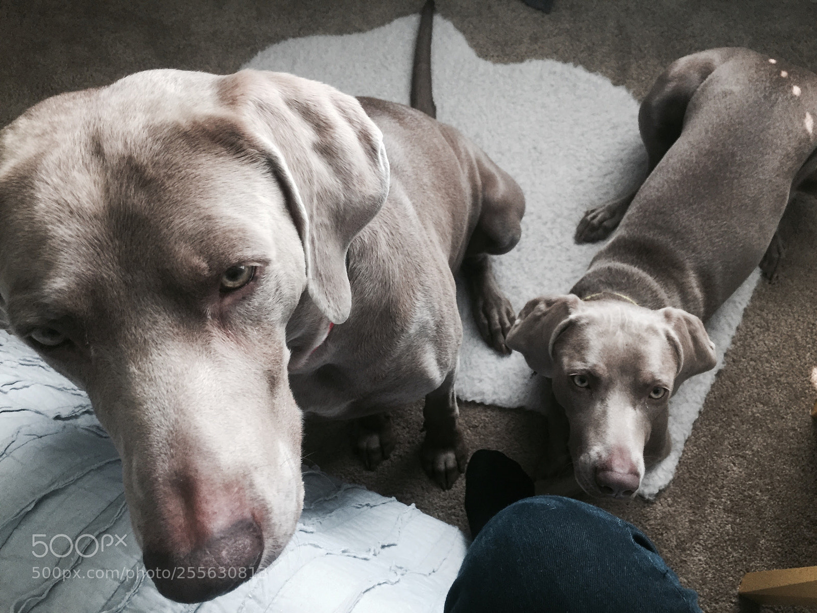 Apple iPhone 6 sample photo. Img photography