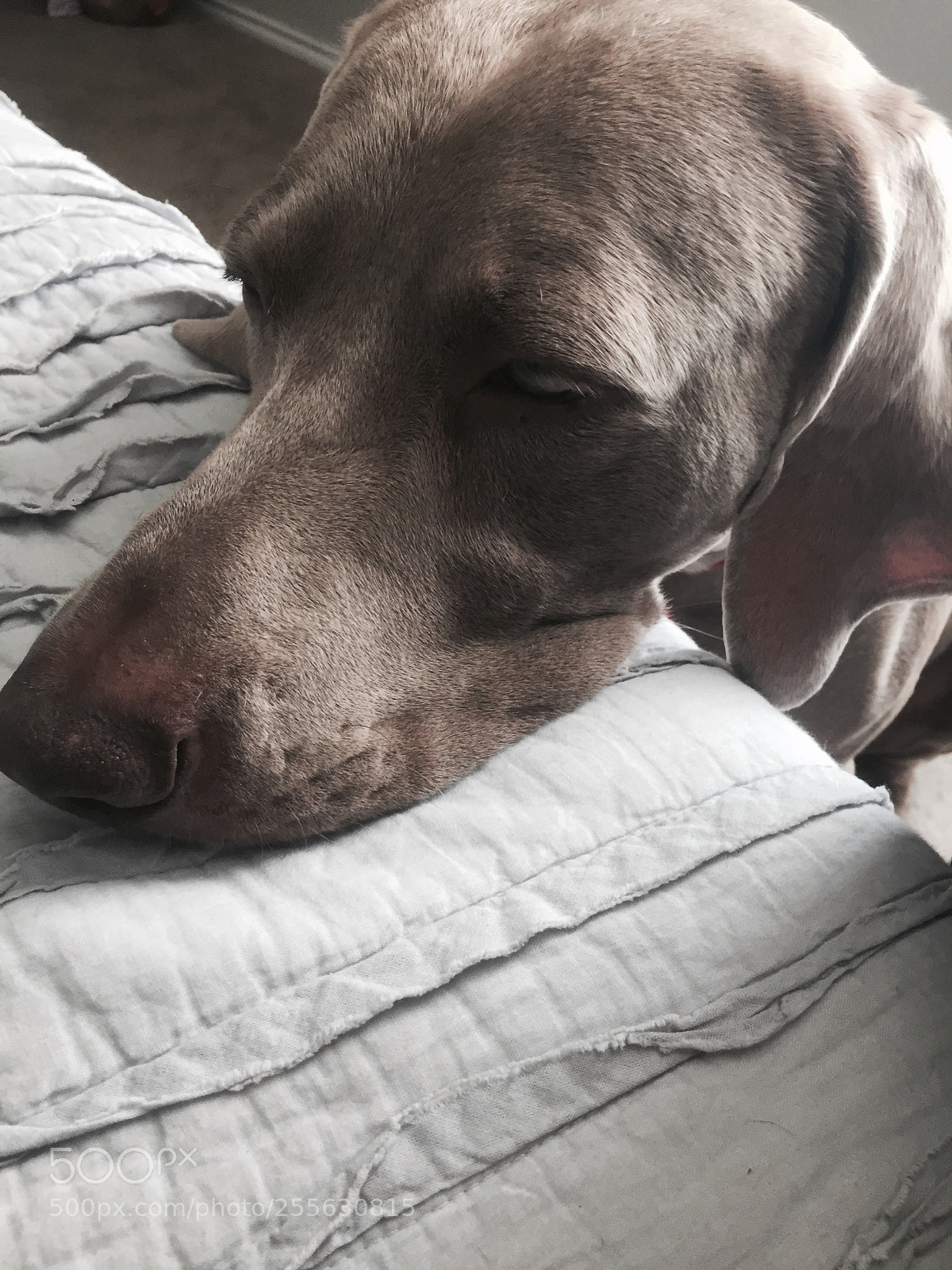 Apple iPhone 6 sample photo. Img photography