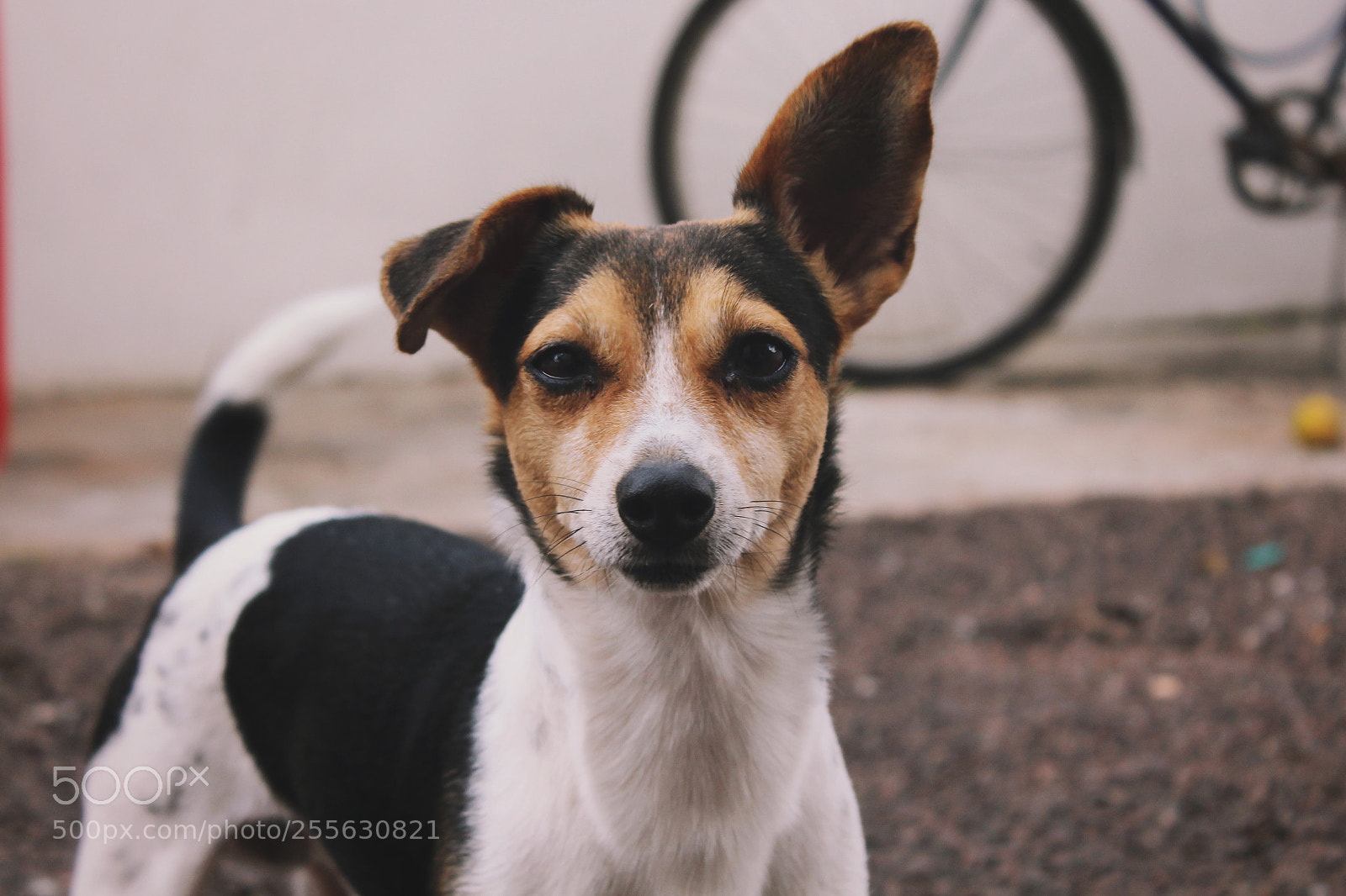 Canon EOS 1300D (EOS Rebel T6 / EOS Kiss X80) sample photo. Nameless dog photography