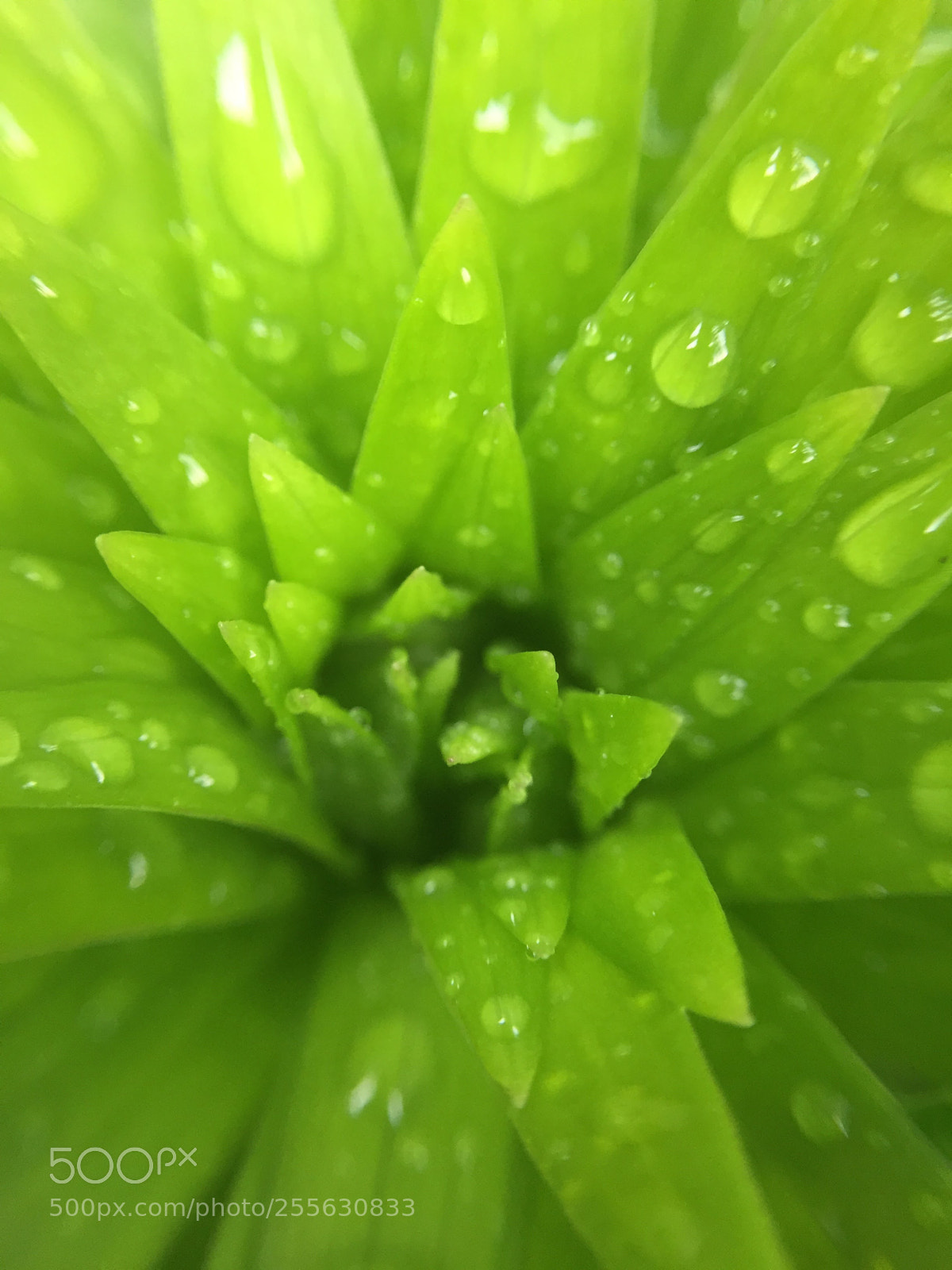 Apple iPhone 6 sample photo. Img photography