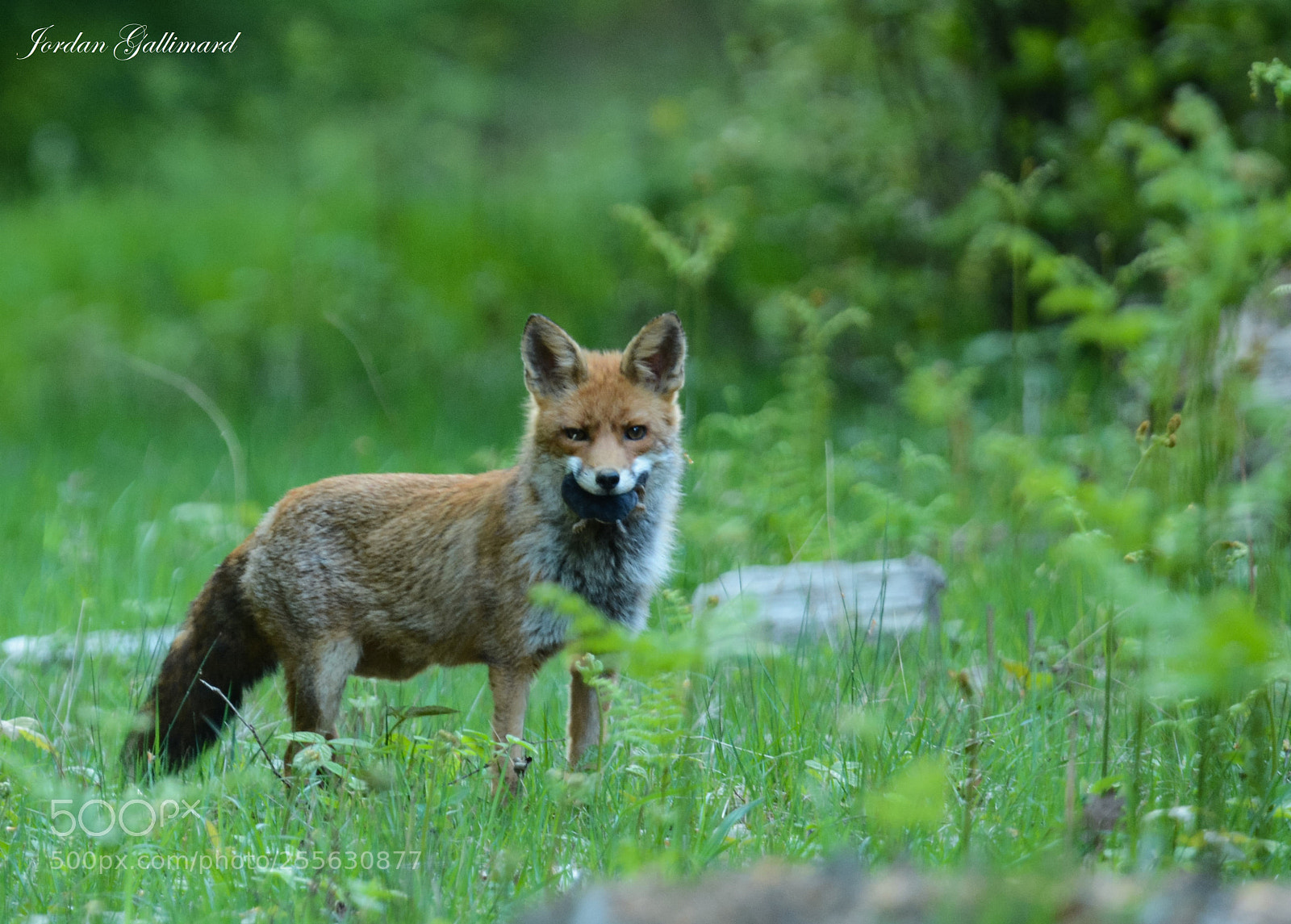 Nikon D7100 sample photo. After hunt photography