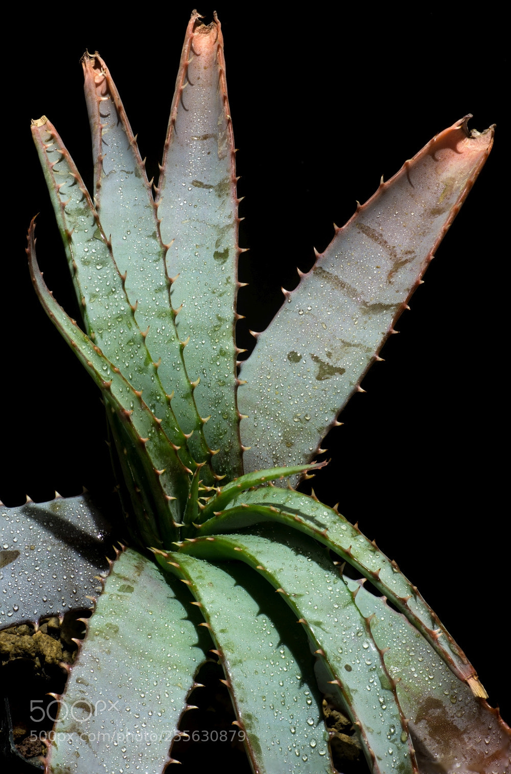 Sony SLT-A58 sample photo. Aloa suprafoliata photography