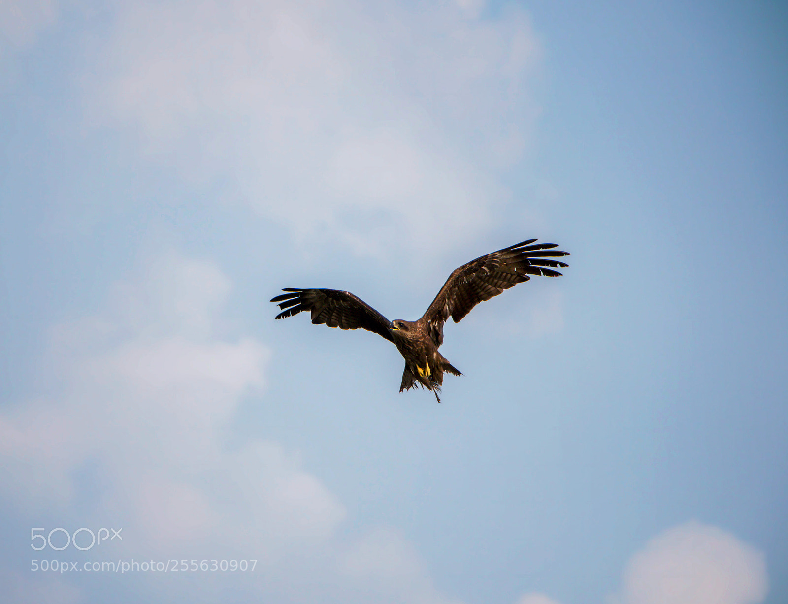Canon EOS 70D sample photo. Old hawk photography