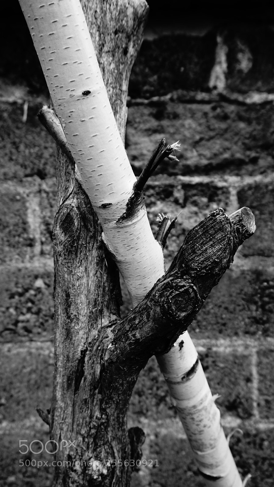Sony Alpha a5000 (ILCE 5000) sample photo. Untitled photography