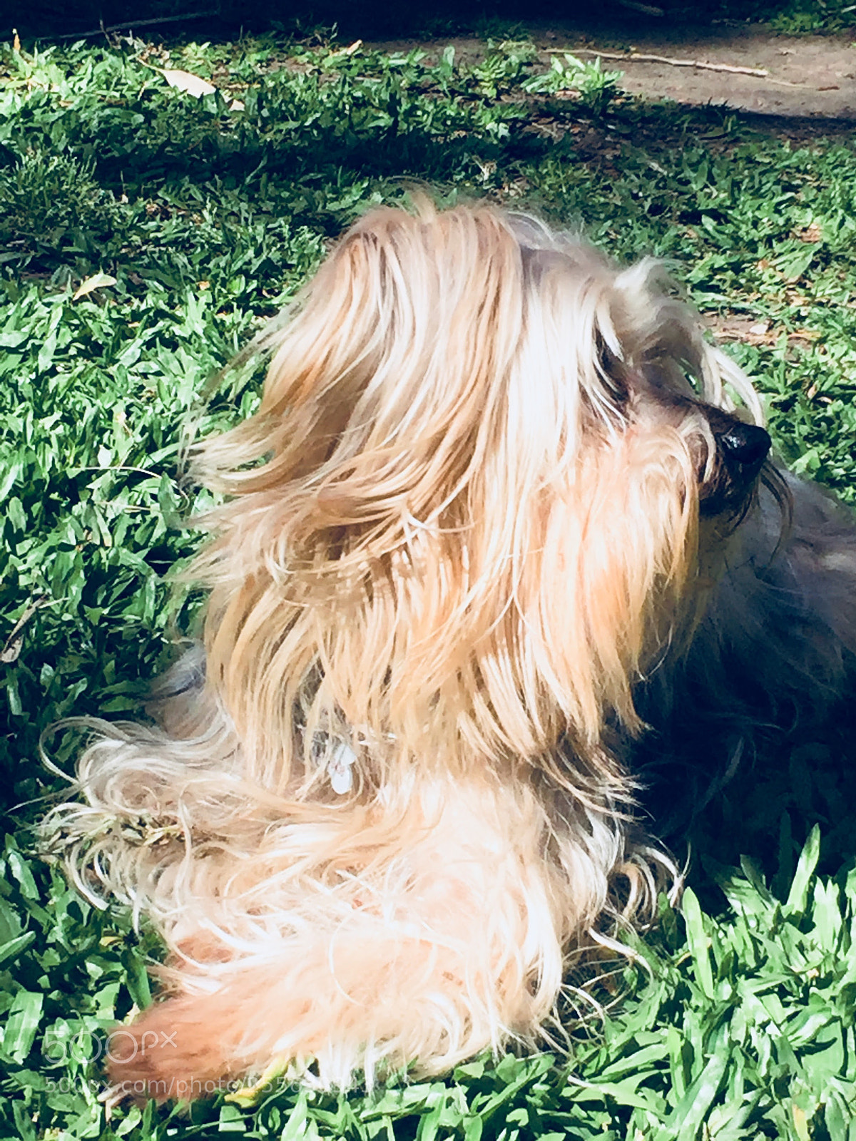 Apple iPhone 6 sample photo. Img photography