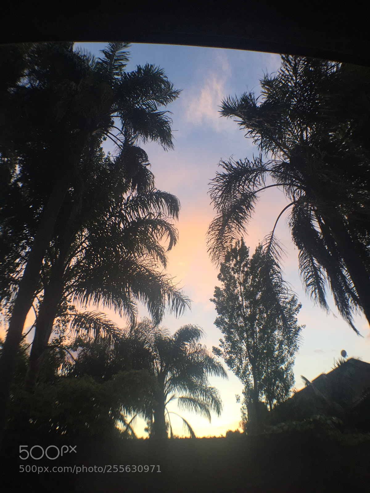 Apple iPhone 6 sample photo. Img photography