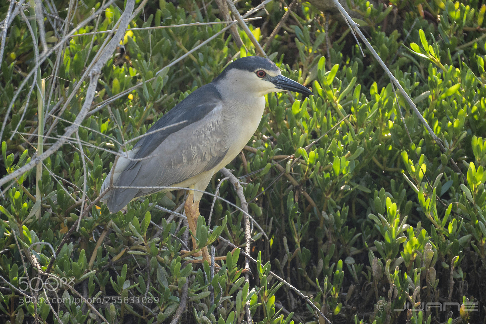 Sony a6300 sample photo. Martinete com n, nycticorax photography