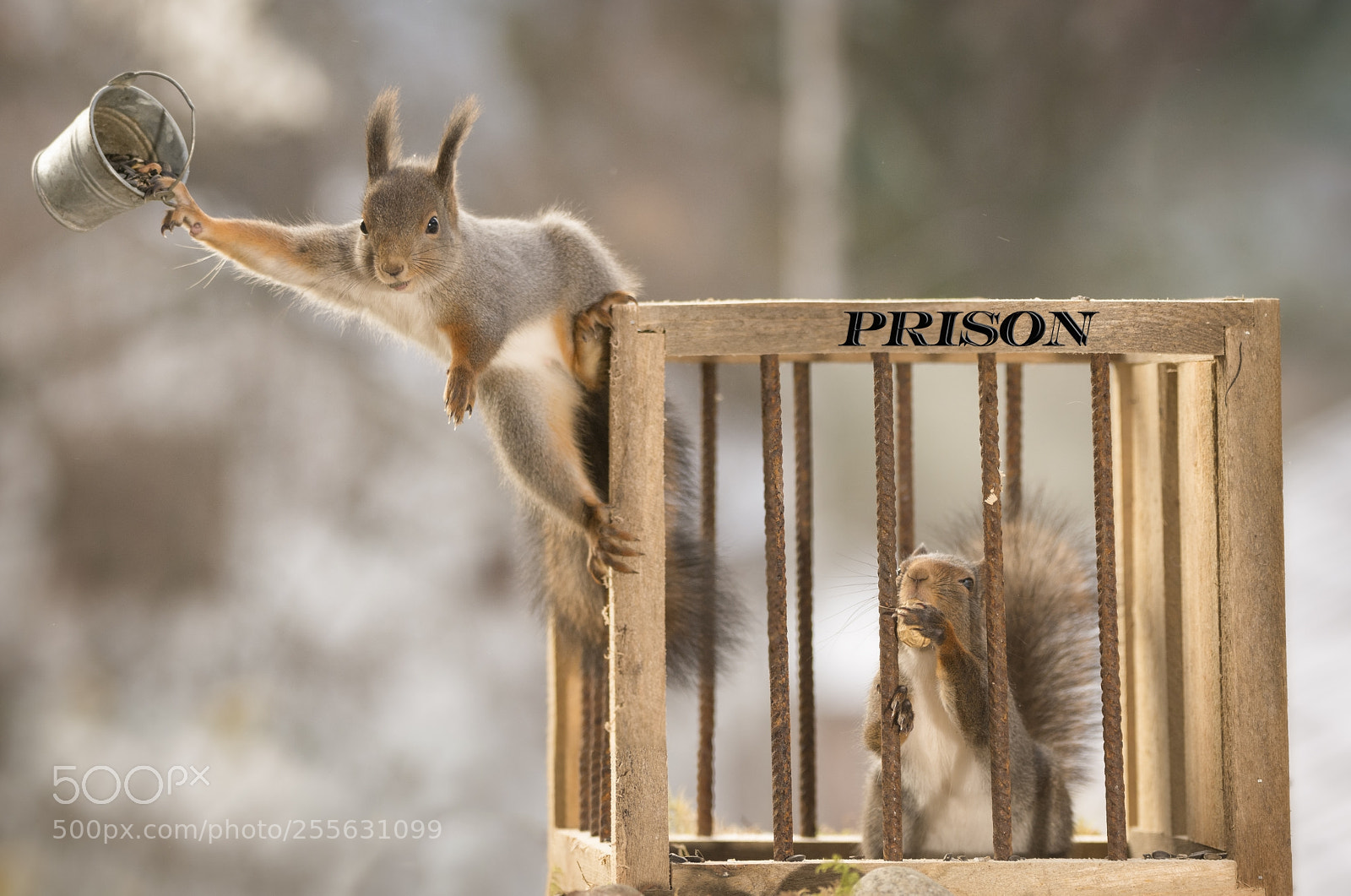 Nikon D7100 sample photo. Red squirrels standing with photography