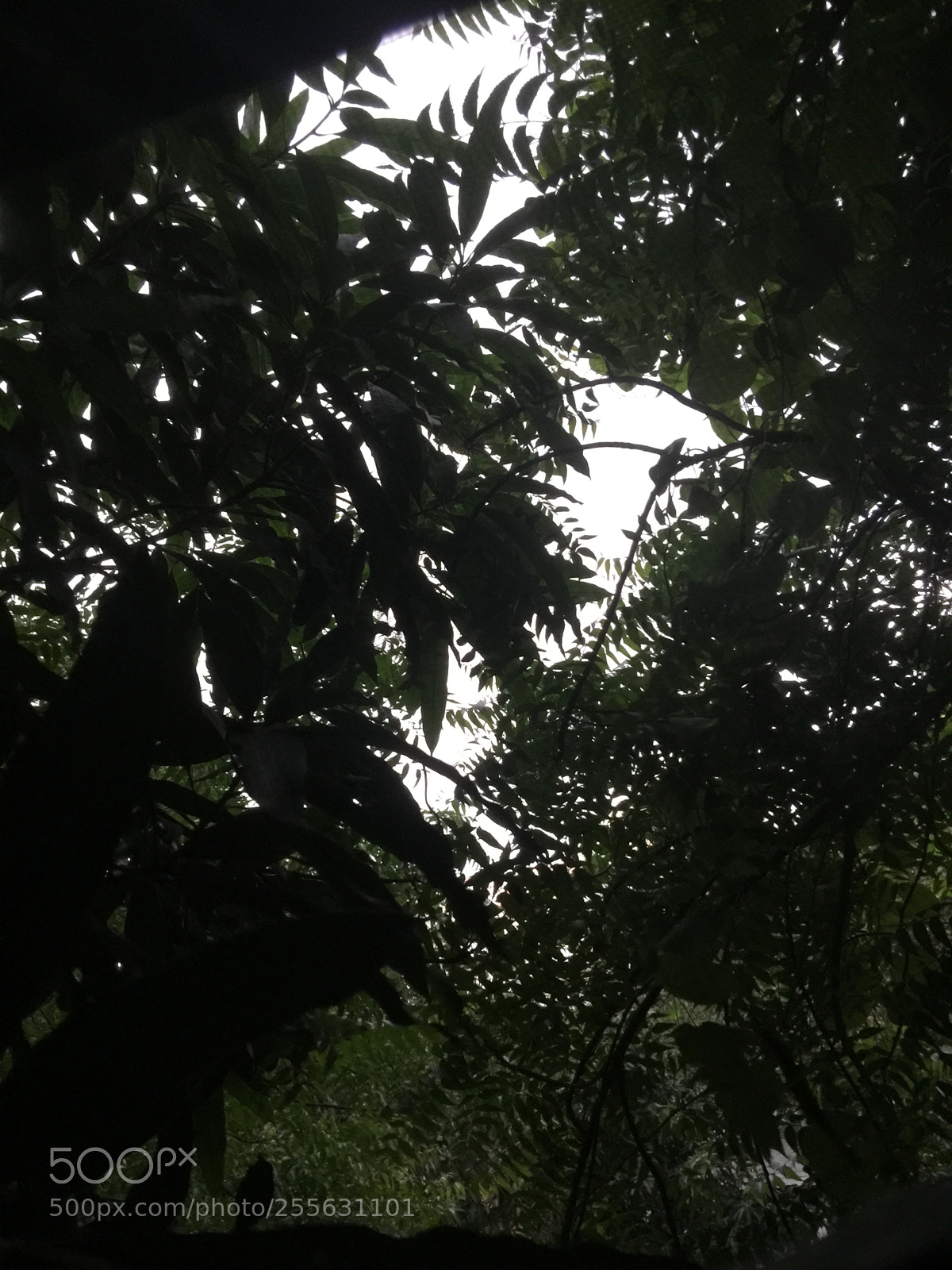 Apple iPhone 6 Plus sample photo. Amidst the green. photography