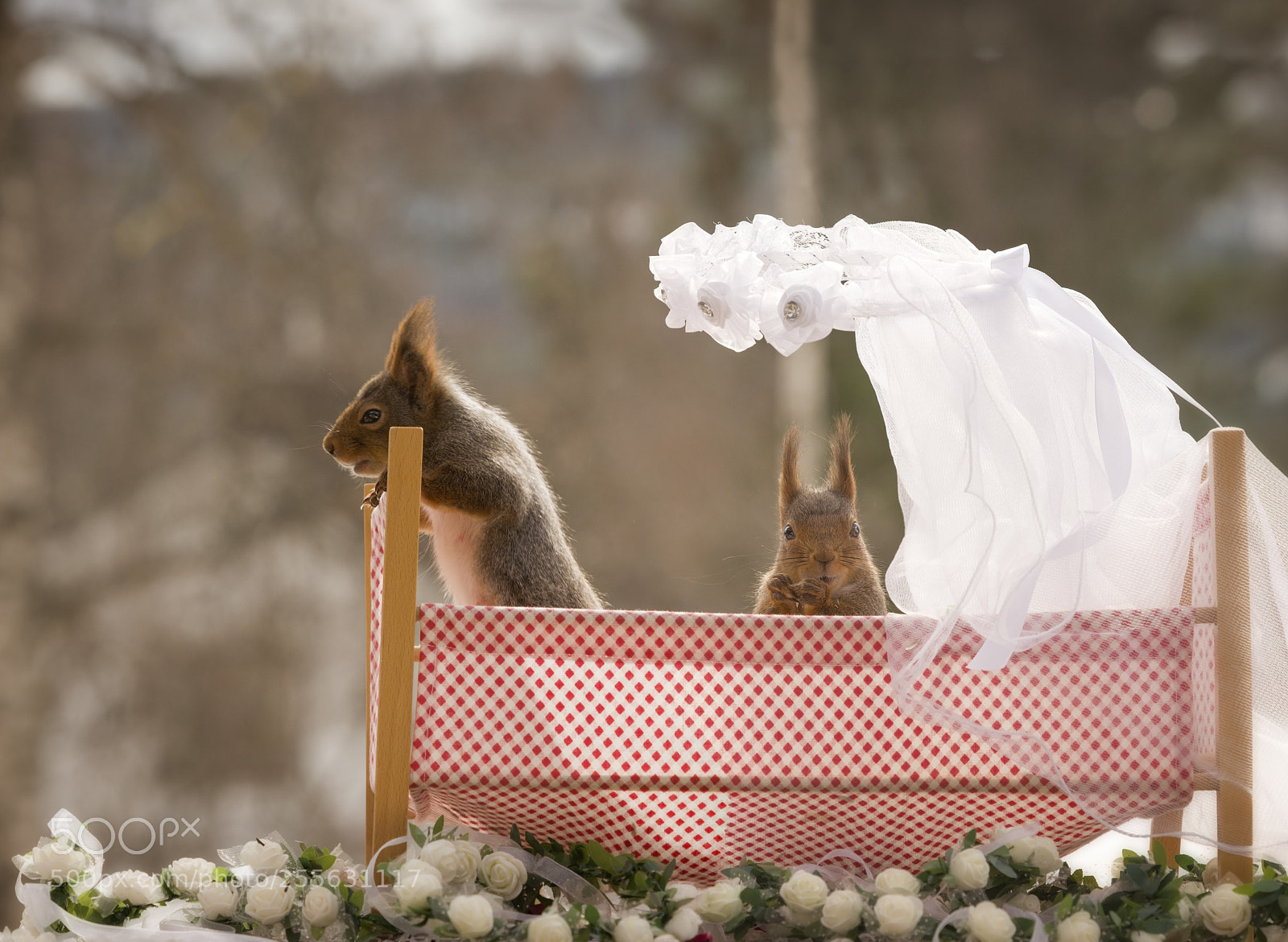Nikon D810 sample photo. Red squirrels are in photography