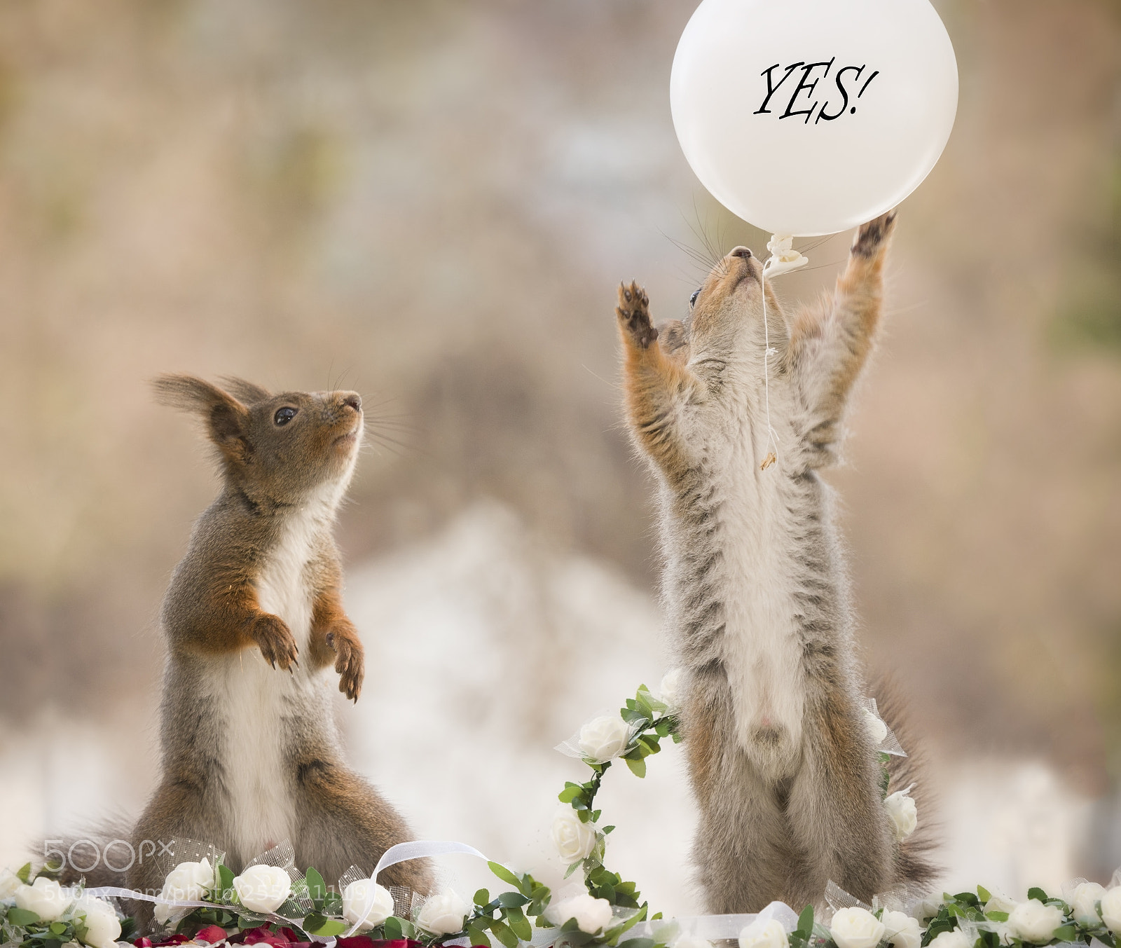 Nikon D810 sample photo. Red squirrels with a photography