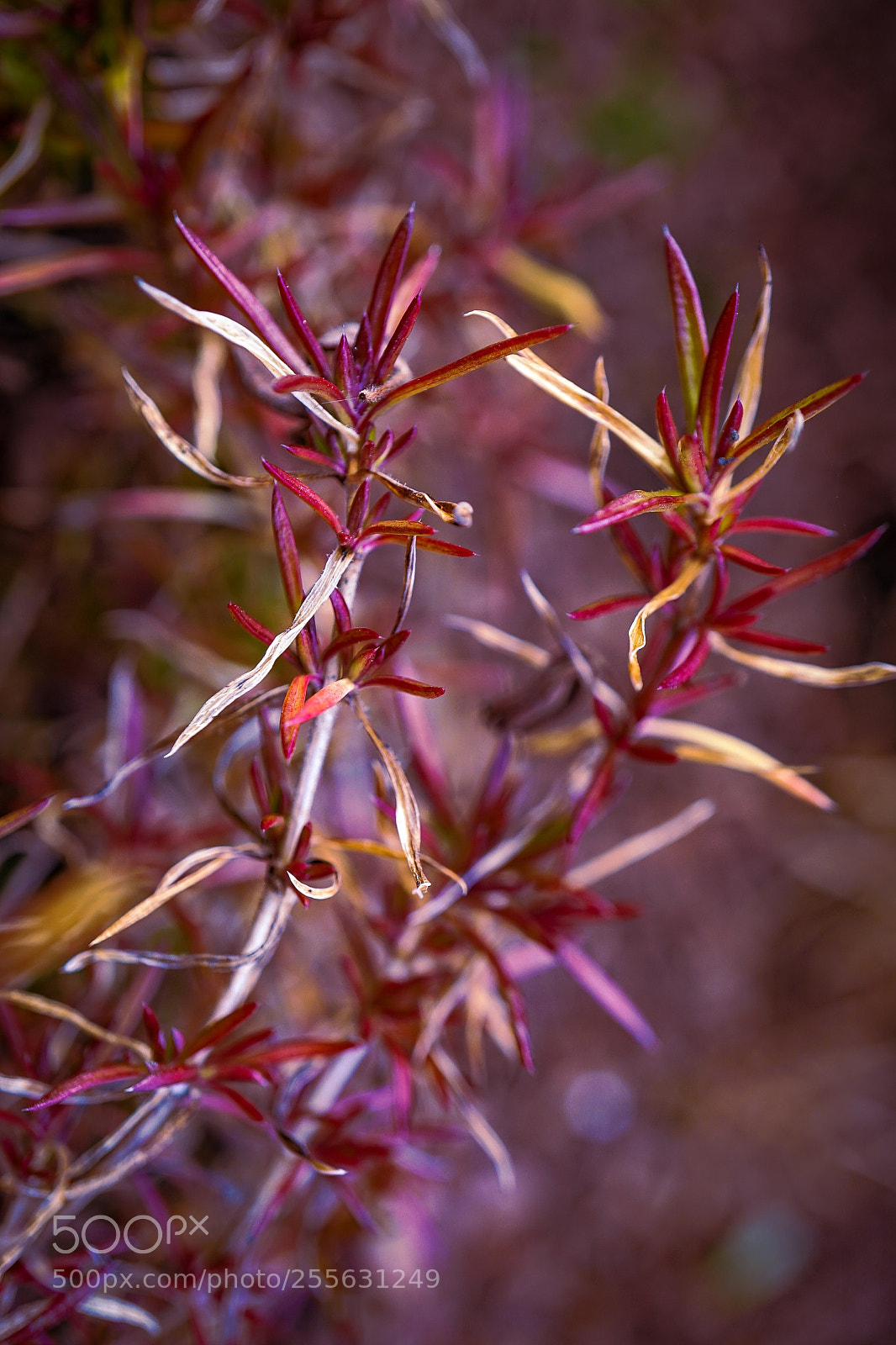 Sony a7 II sample photo. Spring colors photography