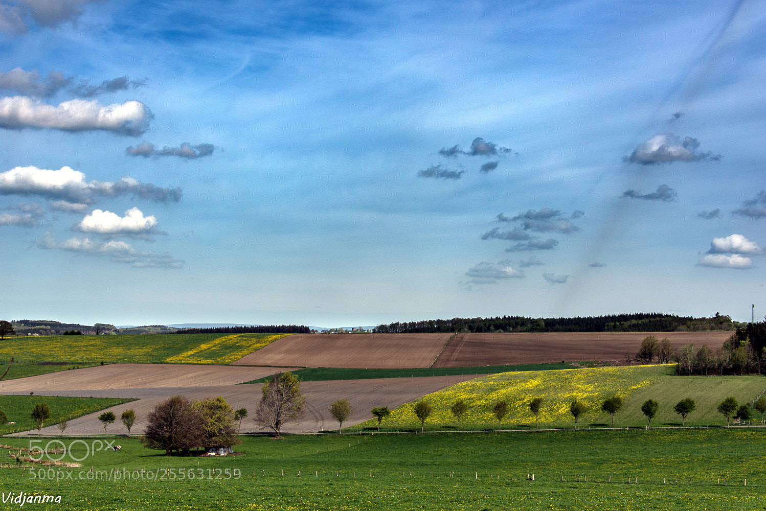 Nikon D610 sample photo. Spring patchwork photography
