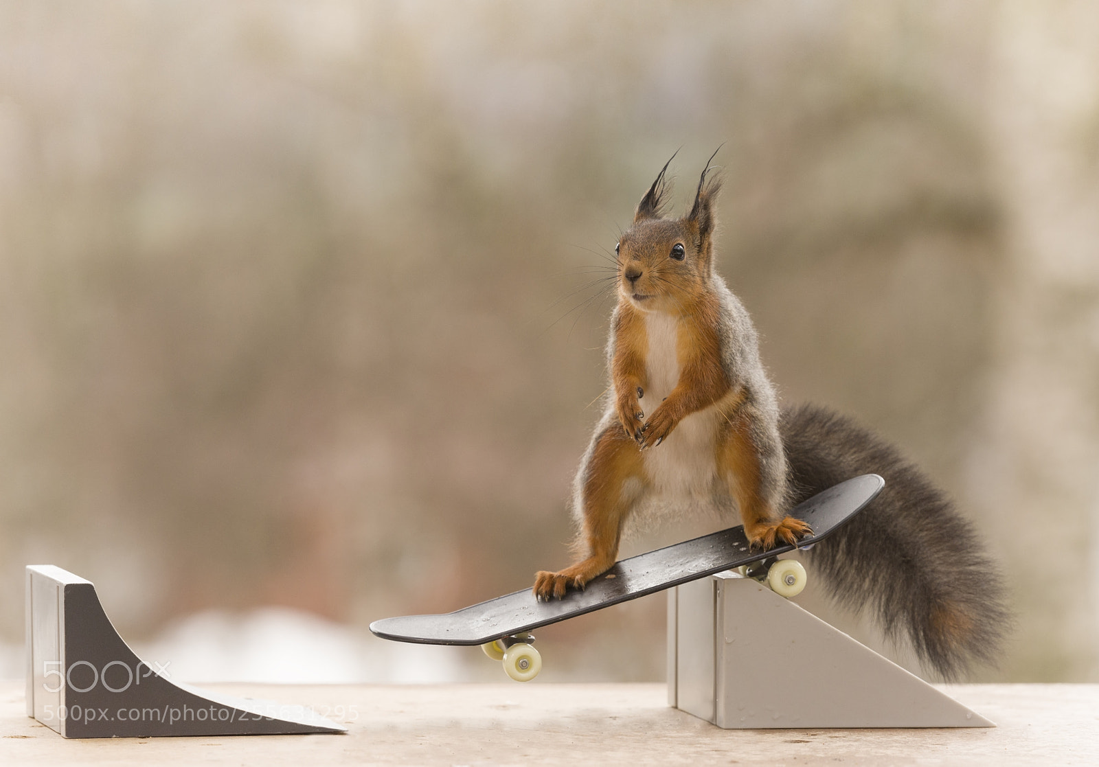 Nikon D810 sample photo. Red squirrel is on photography