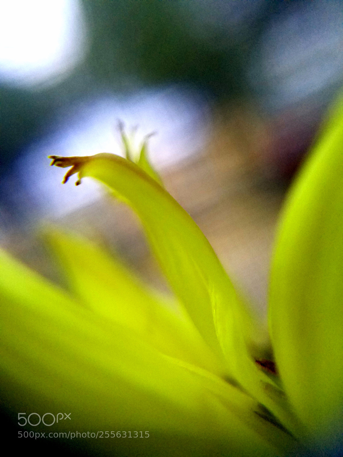 Samsung Galaxy S7 Edge sample photo. Macro of dandelion photography
