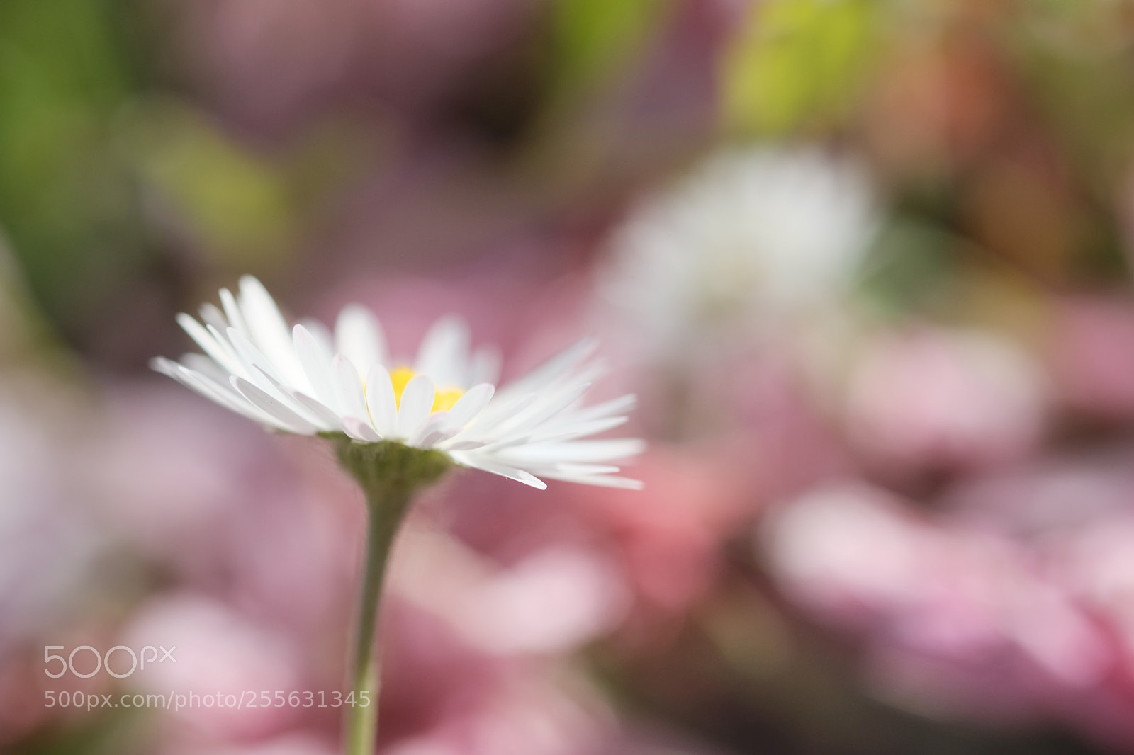 Fujifilm X-Pro2 sample photo. Miss daisy dans un photography