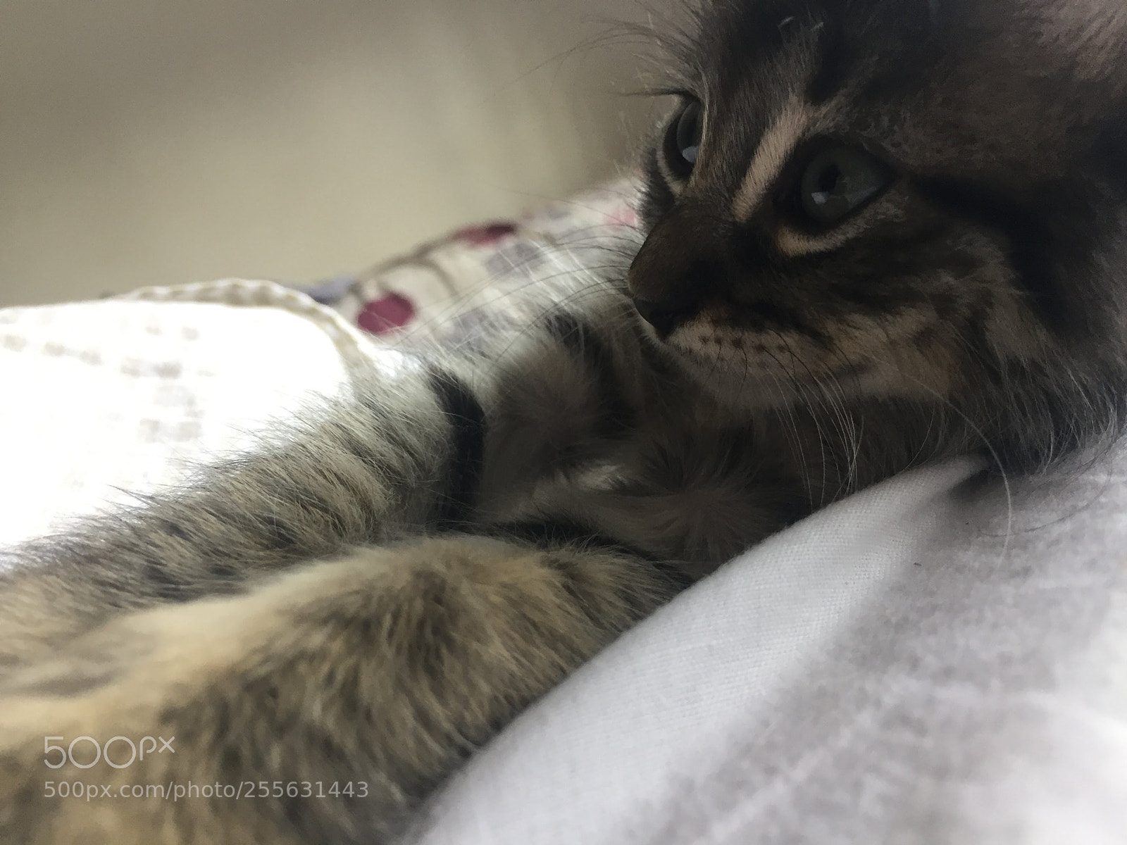 Apple iPhone 6 sample photo. Img photography
