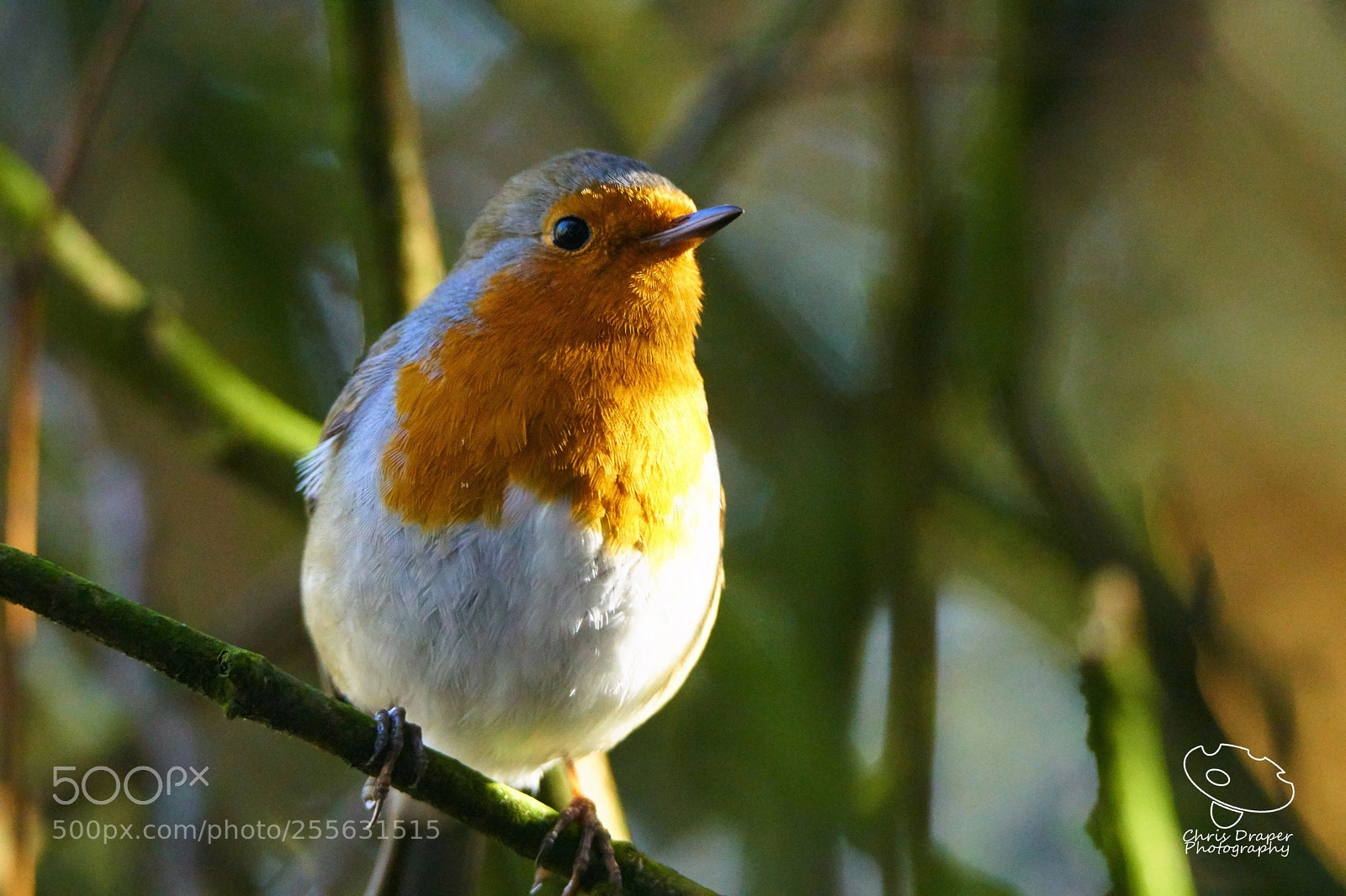 Sony ILCA-77M2 sample photo. Robin photography
